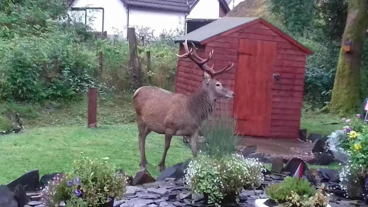 Beechwood Cottage B&B Glencoe Esterno foto
